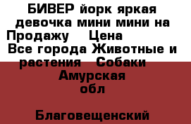 БИВЕР йорк яркая девочка мини мини на Продажу! › Цена ­ 45 000 - Все города Животные и растения » Собаки   . Амурская обл.,Благовещенский р-н